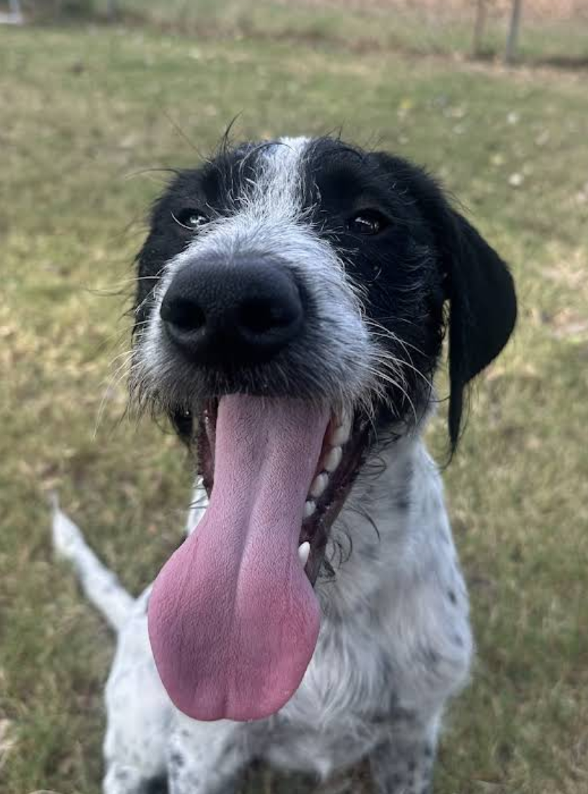 A dog out on an off-leash adventure with GTX K9